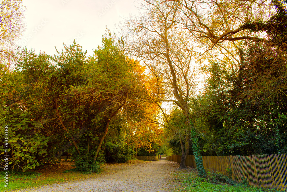 Fototapeta premium Vive l'Automne