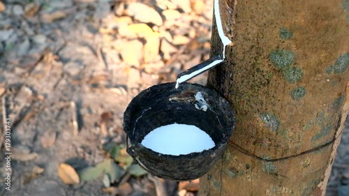 Rubber latex extracted from rubber tree. Natural rubber