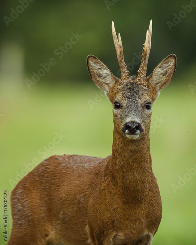 Obraz na plátne portrait of roe deer