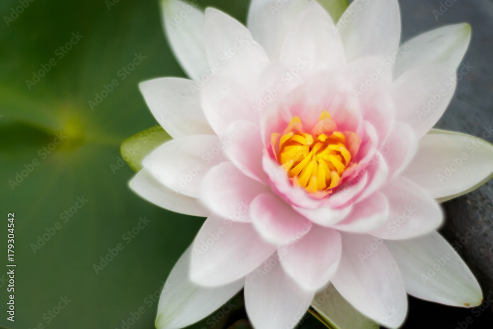 A beautiful pink waterlily or lotus flower in pond A beautiful pink waterlily or lotus flower in pond