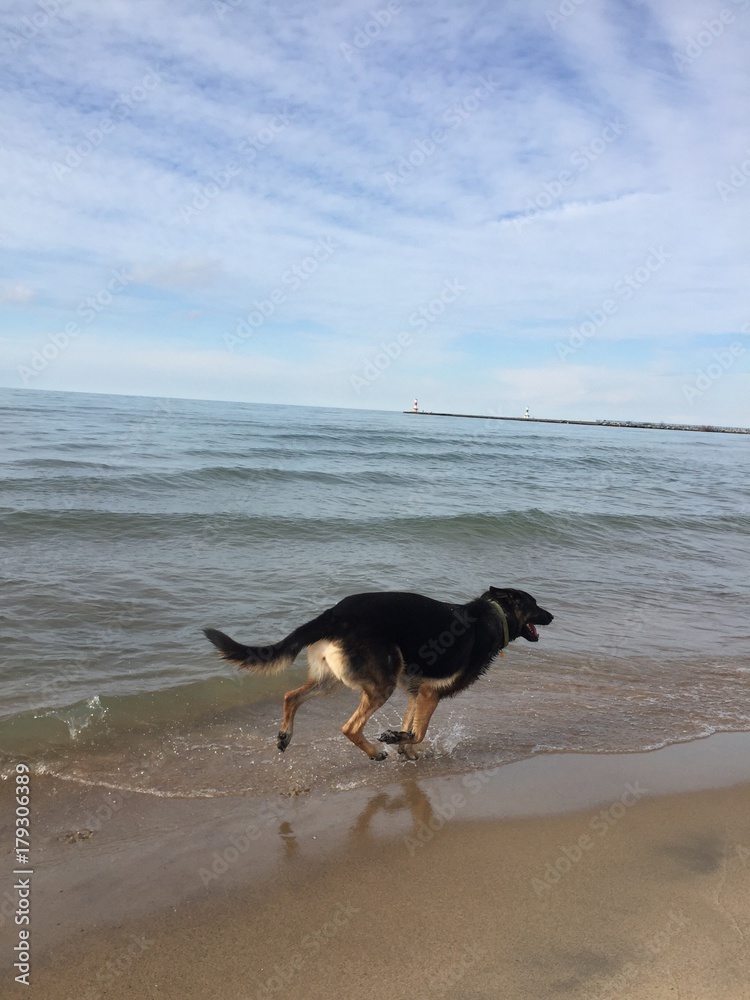 dog running and playing on the beach dog running and playing on the beach