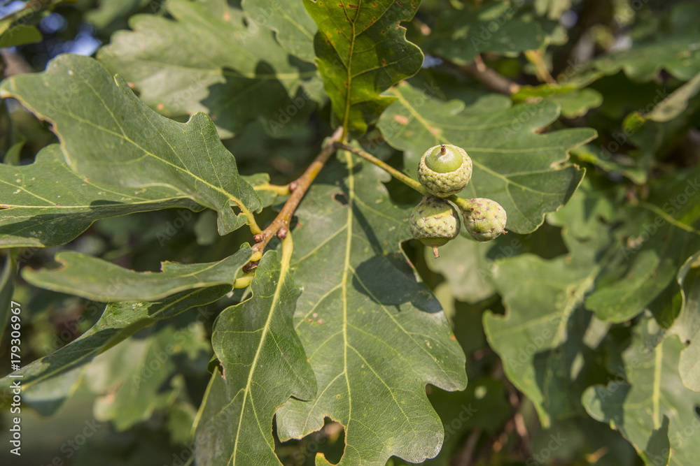 Fototapeta premium green acorns in branches