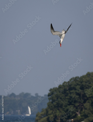 Tern Diving