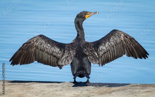 Cormorant drying wings