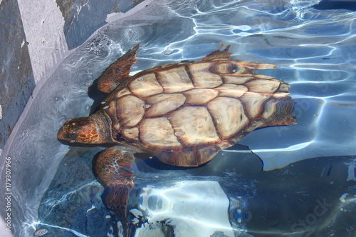 Giant sea turtle