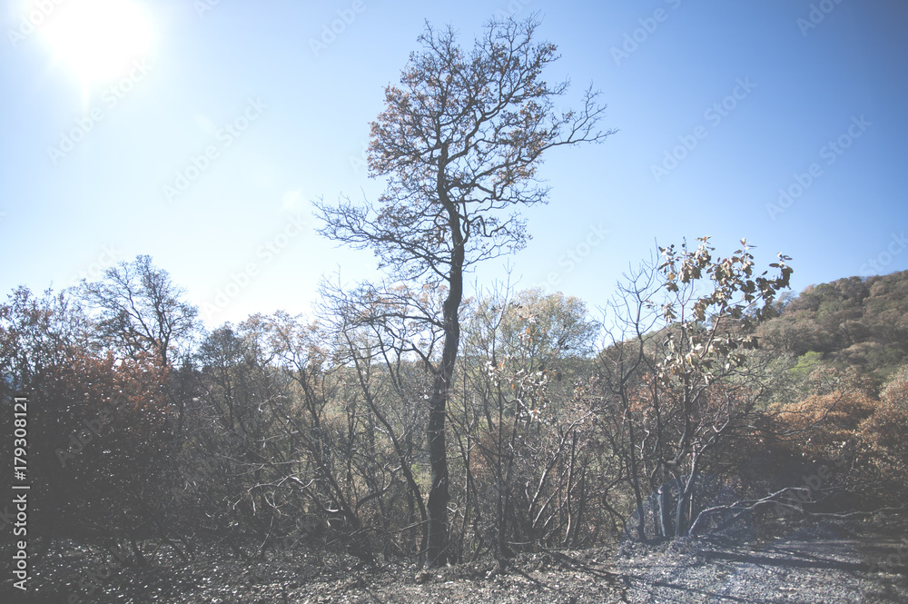 Fototapeta premium Lone Burnt Tree