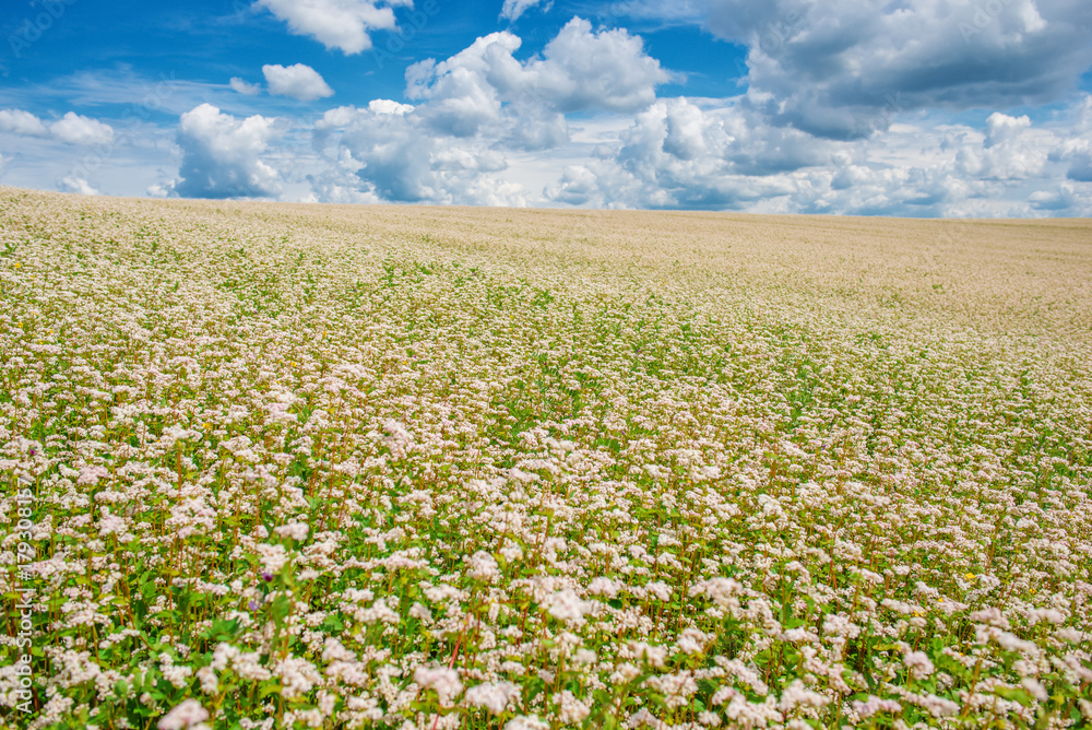 The flower garden of buckwheat noodles, and a view The flower garden of buckwheat noodles, and a view