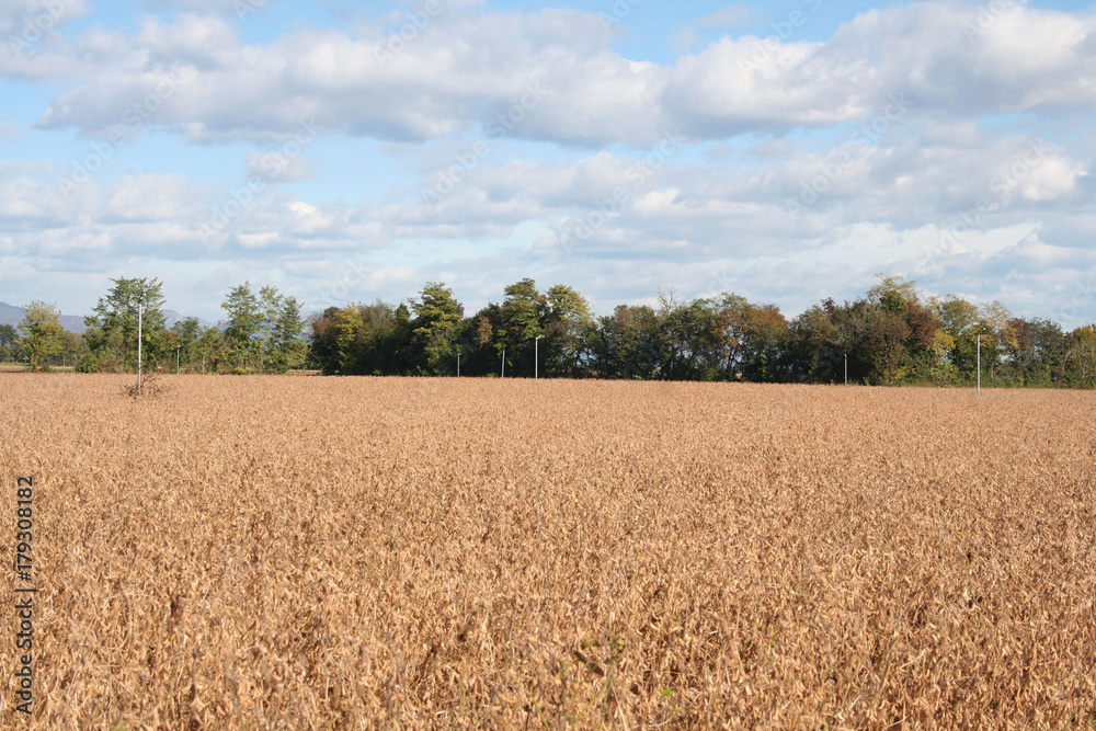 Fototapeta premium Campo di soia secco in autunno con cielo azzurro