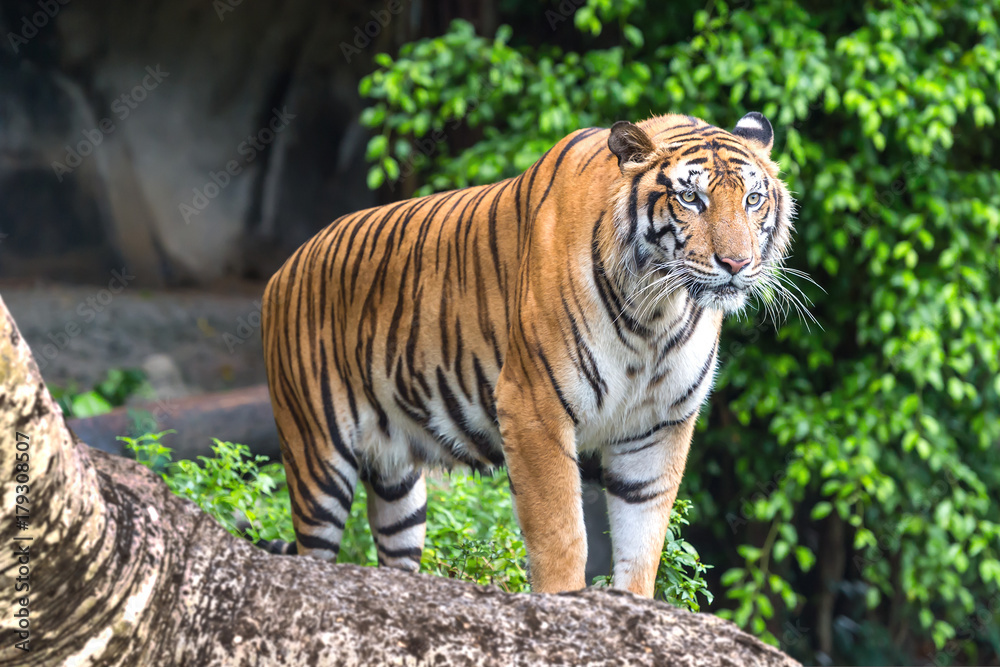 Obraz premium Close up tiger.