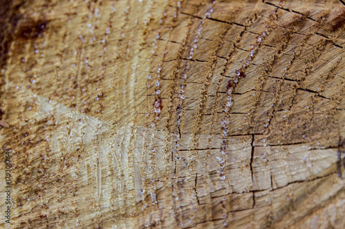 Wood texture of cut tree trunk