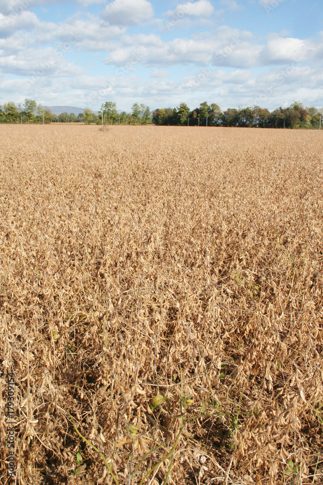 Fototapeta premium Campo di soia secco in autunno con cielo azzurro