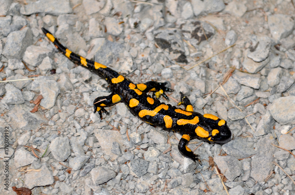 Feuersalamander