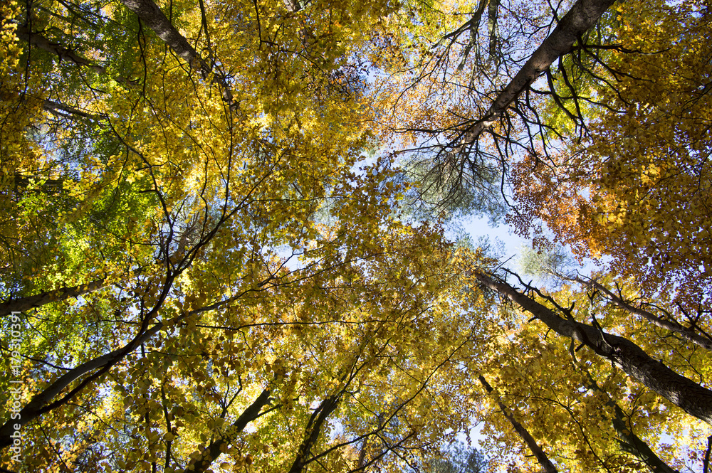 Beech and pine deciduous forest during autumn sunny day, leaves vibrant colors on branches, tree crowns against blue sky Beech and pine deciduous forest during autumn sunny day, leaves vibrant colors on branches, tree crowns against blue sky