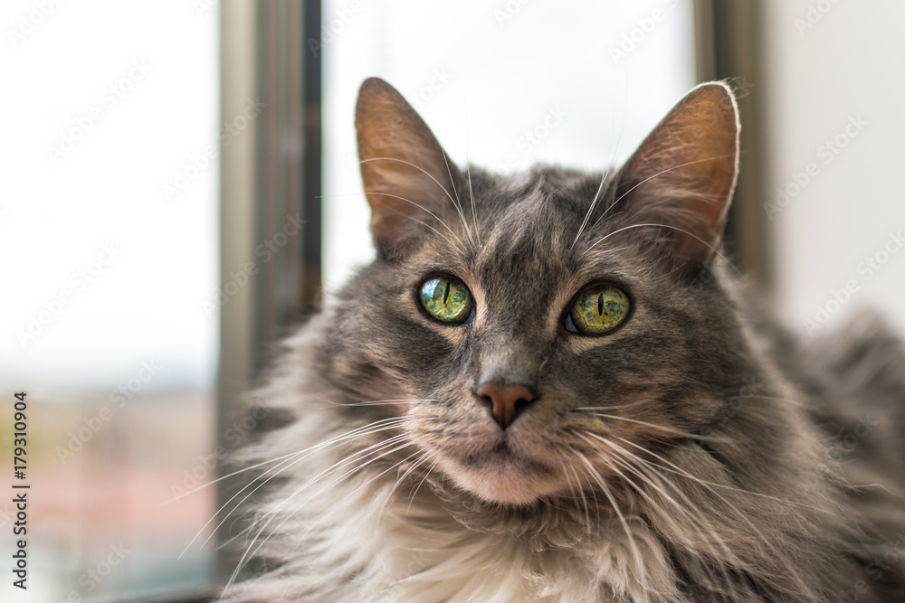 hermoso gato de ojos verdes