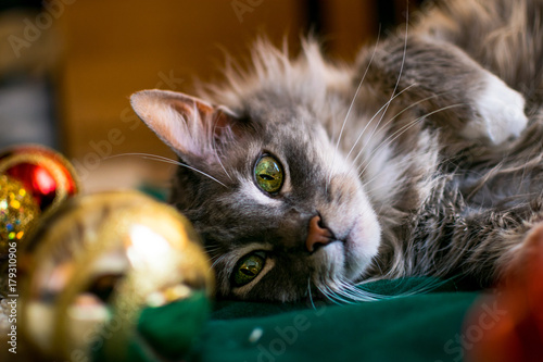 Fotografija esperando la navidad con el gato