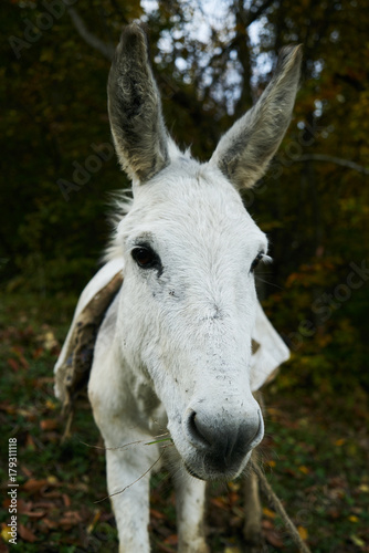 Donkey grazing on a farm in the mountains forest