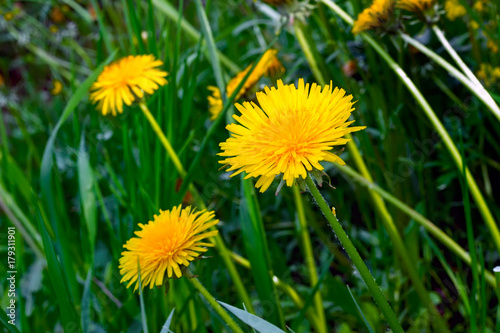 Yellow flowers of a field dandelion on a hot summer day