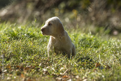 Italian Spinone photo