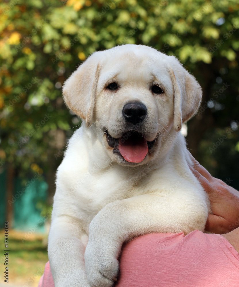 a the little labrador puppy in the park in autumn