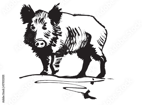 Boar