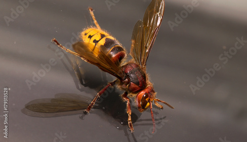 Vespa crabro