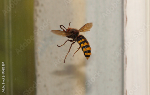 Vespa crabro