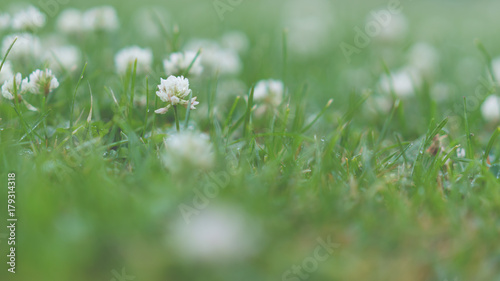 White Flowers Field