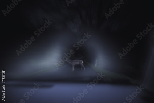Close up on deer on the highway, motion blur, night