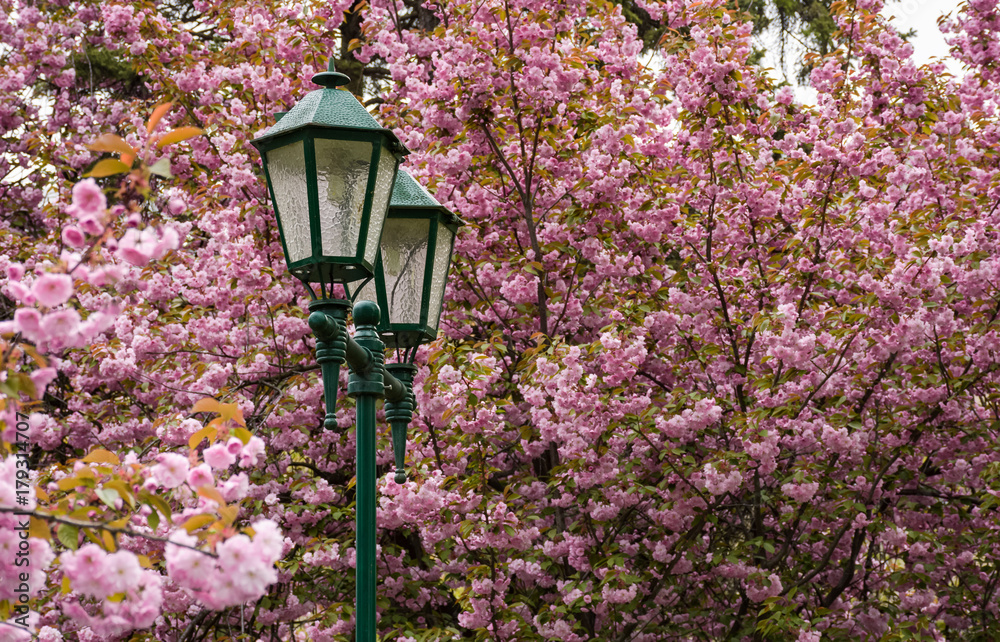 old green lantern among cherry blossom. beautiful spring background