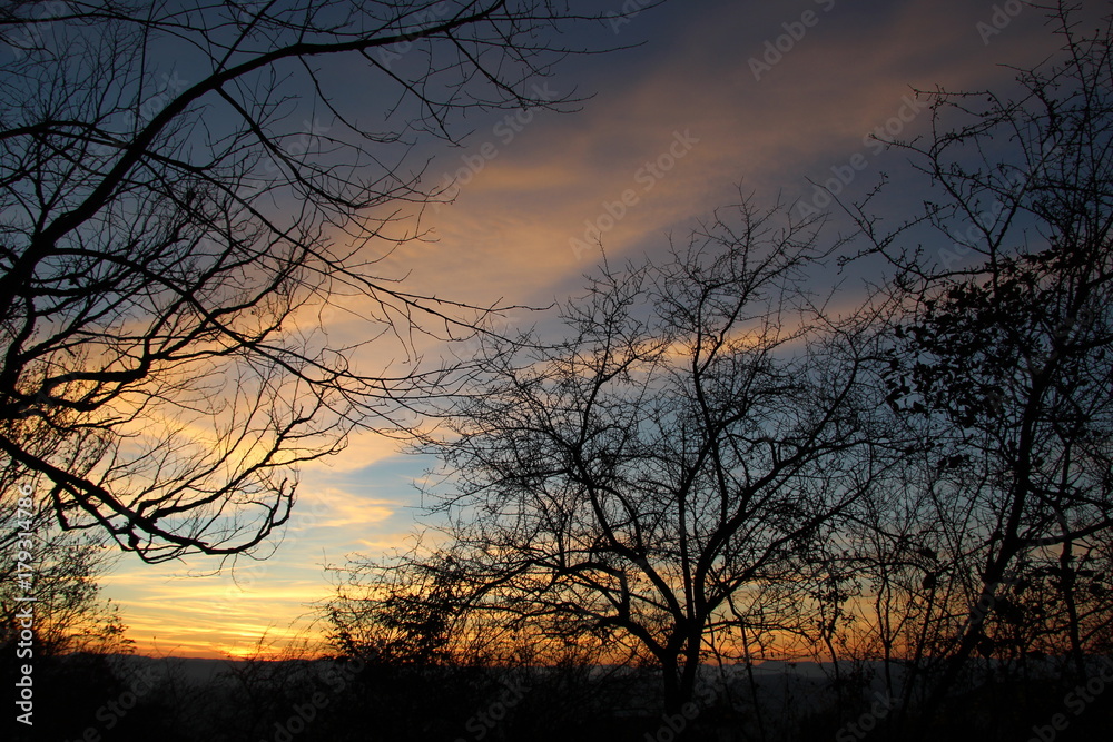 Naklejka premium silhouette of trees against bright sunset