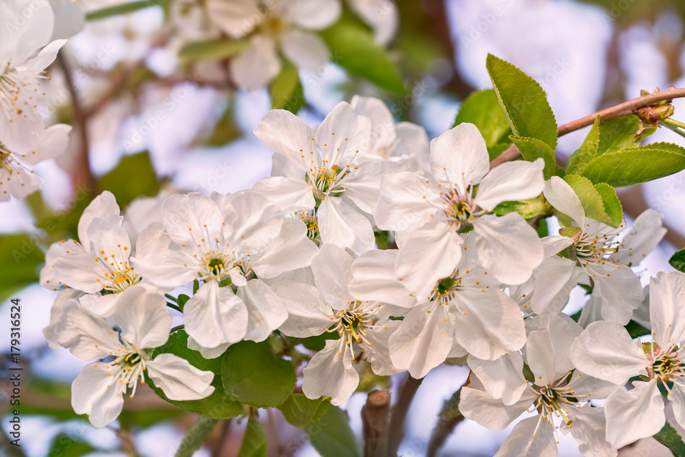 A branch of cherry blossoms. Spring flowers. Sunlight