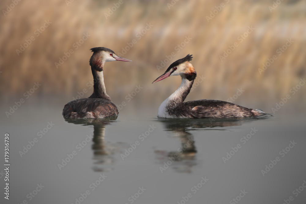 Haubentaucherpaar schwimmt auf dem Wasser, Podiceps cristatus