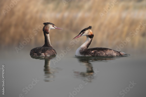 Haubentaucherpaar schwimmt auf dem Wasser  Podiceps cristatus