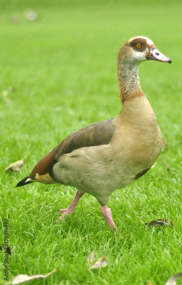 Egyptian goose Egyptian goose