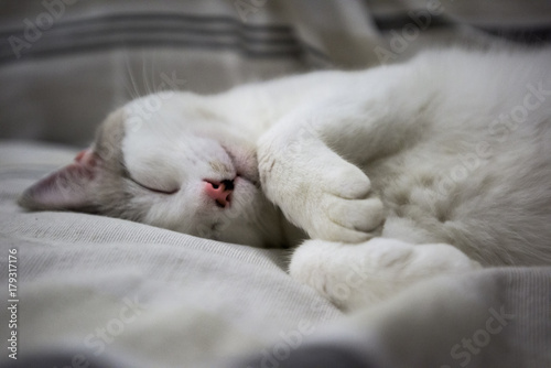 White cat peacefully sleeping on a coach © Subphoto