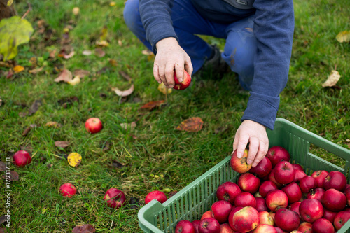 Senior man harvesting apples during autumn time, crate with apples