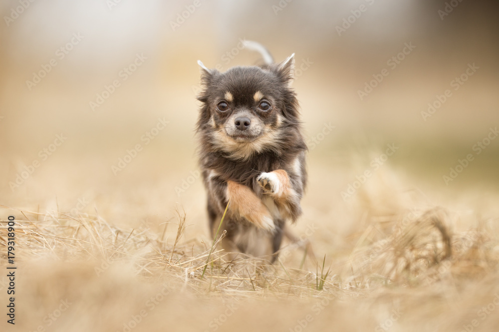 Obraz premium Chihuahua dog