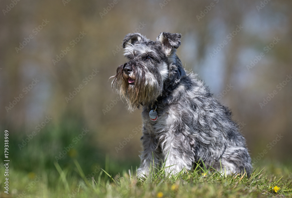 Terrier dog