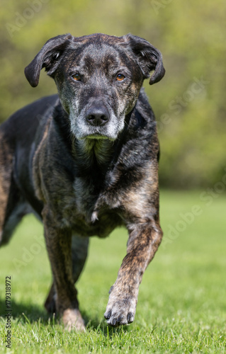 Wallpaper Mural Dog in garden Torontodigital.ca