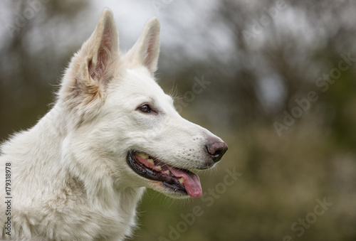 White german shepherd dog