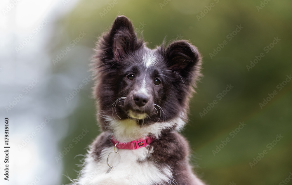Young border collie dog puppy