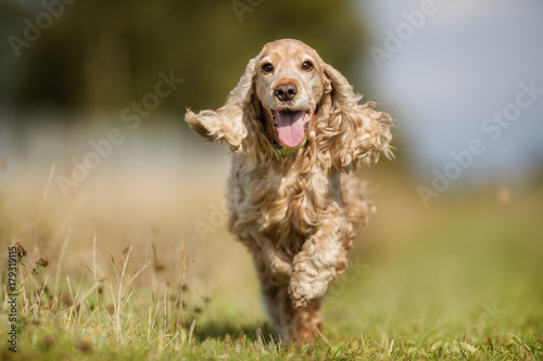 Cocker spaniel dog