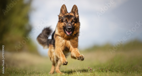 Fotografia German shepherd dog