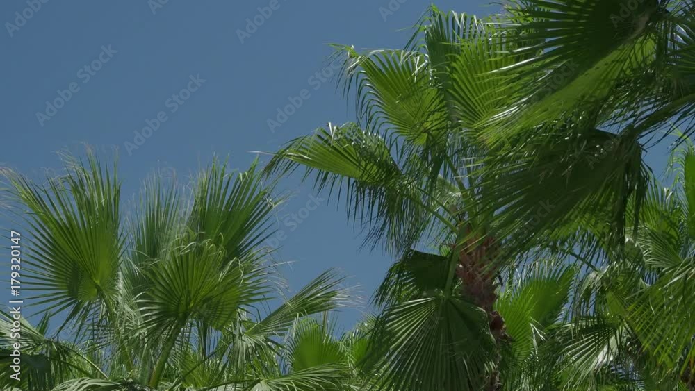 Exotic palms swing in the wind against the blue sky on a hot day Exotic palms swing in the wind against the blue sky on a hot day