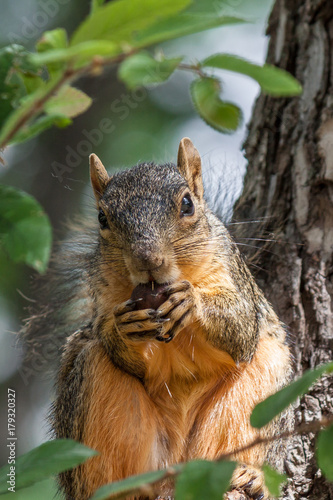 Eastern fox squirrel (Sciurus niger) sitting in a tree eating a nut.