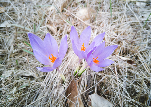 Colchicum montanum, autumn flower. photo