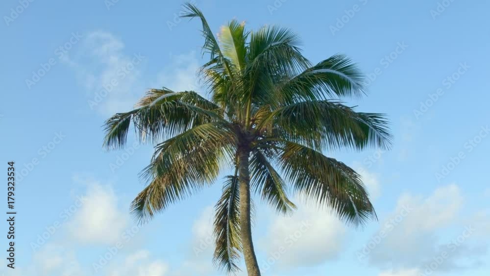Waving Palm Tree Day Kauai Hawaii Waving Palm Tree Day Kauai Hawaii