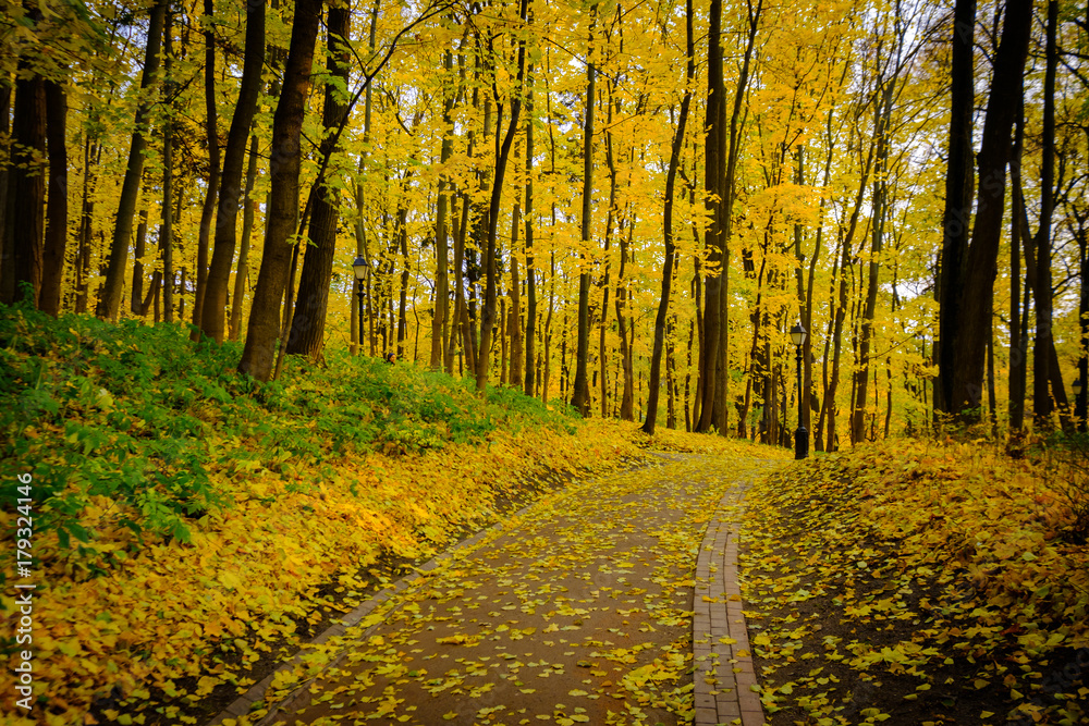 Obraz premium Park landscape at golden fall