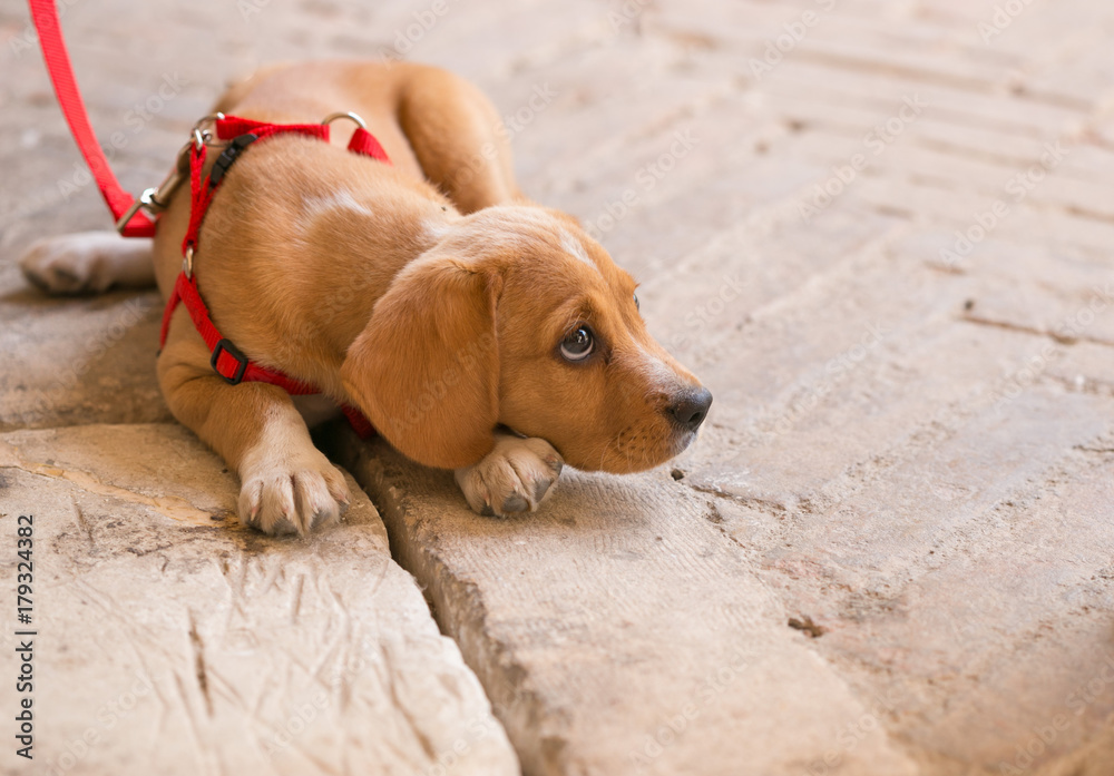 cute handsome redhead puppy lying on the road. cute handsome redhead puppy lying on the road.