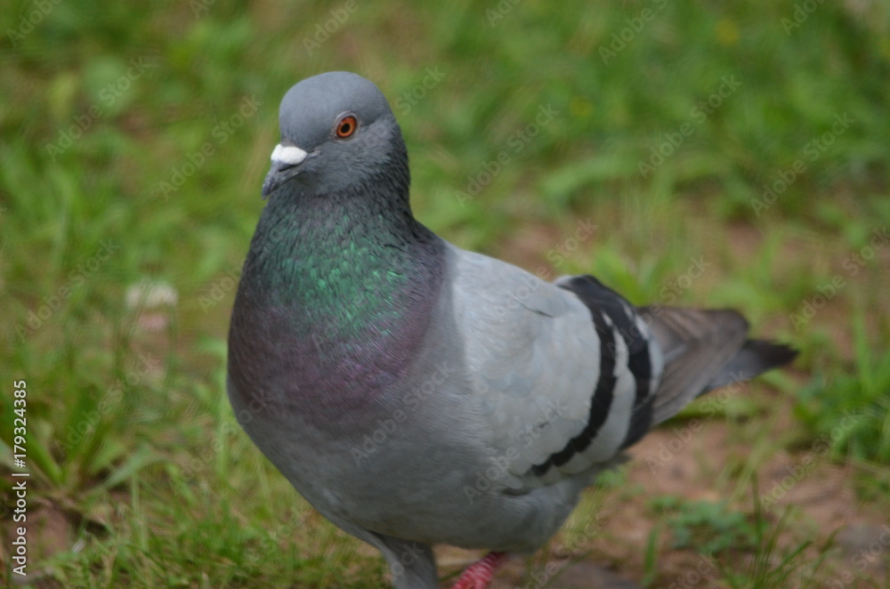 Fototapeta premium Pigeon in the grass